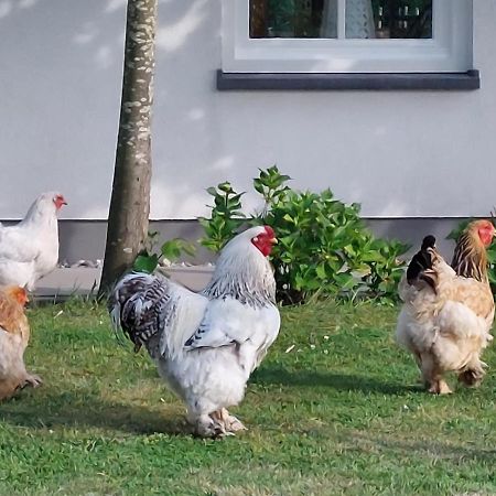 Bed and Breakfast De Tulp Noordgouwe Zewnętrze zdjęcie