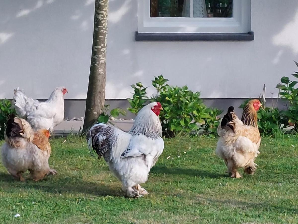 Bed and Breakfast De Tulp Noordgouwe Zewnętrze zdjęcie