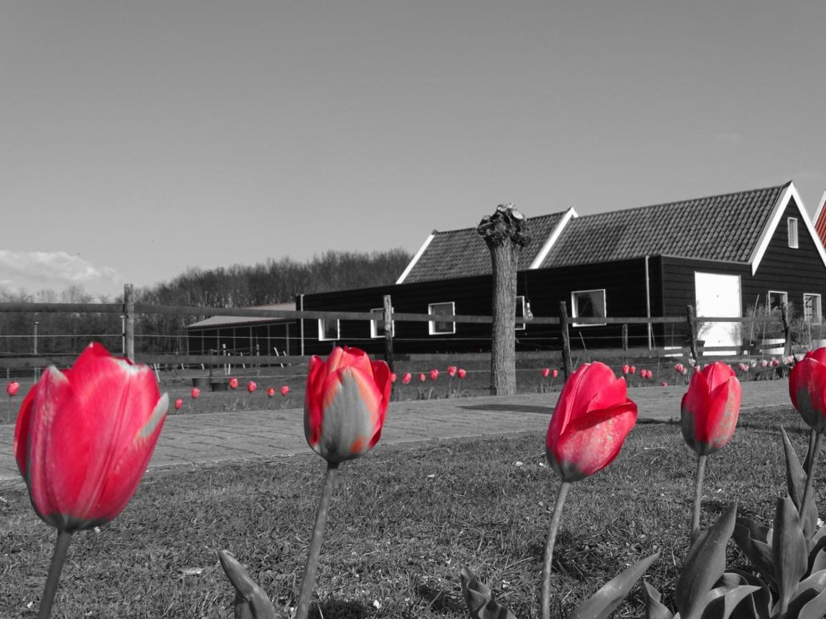 Bed and Breakfast De Tulp Noordgouwe Zewnętrze zdjęcie